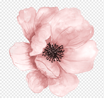 Flower Watercolor painting, Pink hand-painted flowers, pink flower, color, cartoon, painting png