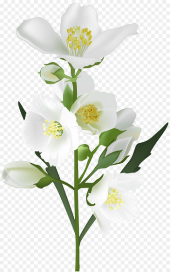 Flower White Clip art - jasmine flower 