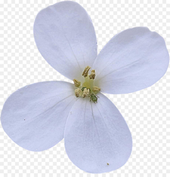 Flower White Clip art - white flower Flower White Clip art - white flower