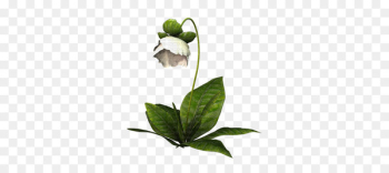 Flower White - flower Flower White - flower