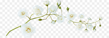 Flower White Green - White Plum Flower White Green - White Plum
