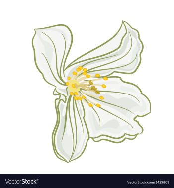 Flower white jasmine Isolated on a white vector image