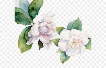 Flower White Leaf Euclidean vector - White Flower 