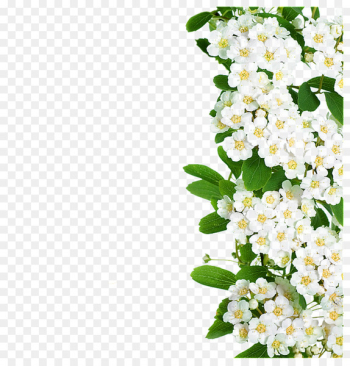 Flower White - White flowers green leaves Flower White - White flowers green leaves