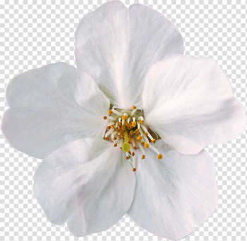 Flower White , white flowers transparent background PNG clipart