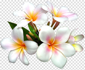 Flower White , White Large Flower , white-and-orange Plumeria frangipani flowers transparent background PNG clipart