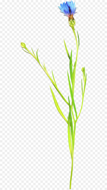 Flower, Wildflower, Petal, Plant, Flowering Plant PNG