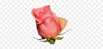 Flower With Raindrops - Garden Roses Flower With Raindrops - Garden Roses