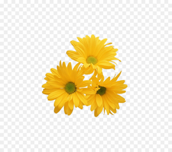 Flower - yellow,chrysanthemum Flower - yellow,chrysanthemum
