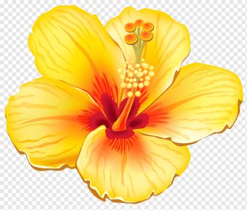 Flower, Yellow Exotic Flower, yellow and red hibiscus flower, herbaceous Plant, orange, color png