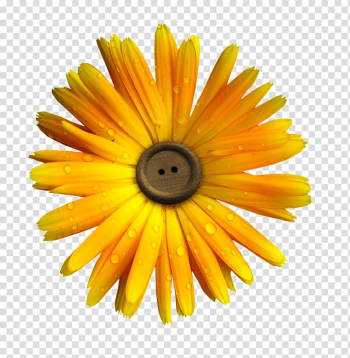 Flower Yellow , flowers inside buttons transparent background PNG clipart