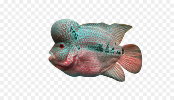 Flowerhorn cichlid Fish Deep sea - Deep sea rosé fish Flowerhorn cichlid Fish Deep sea - Deep sea rosé fish