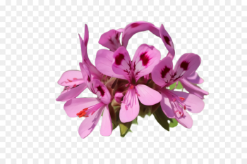 flowering plant flower pink petal plant flowering plant flower pink petal plant