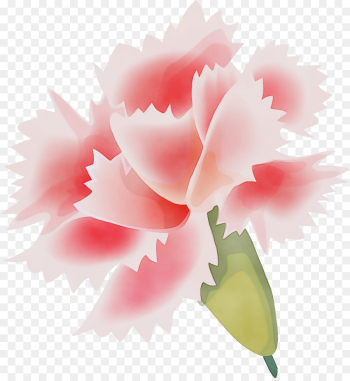 flowering plant flower pink petal plant flowering plant flower pink petal plant