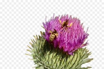 flowering plant flower plant greater burdock artichoke thistle flowering plant flower plant greater burdock artichoke thistle