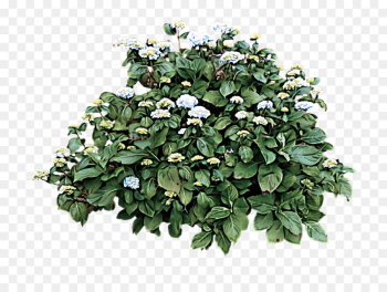 flowering plant flower plant leaf tree flowering plant flower plant leaf tree