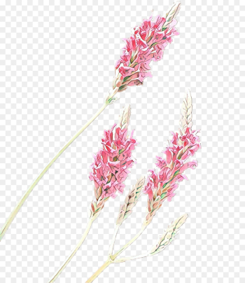 flowering plant flower plant pink pedicel flowering plant flower plant pink pedicel