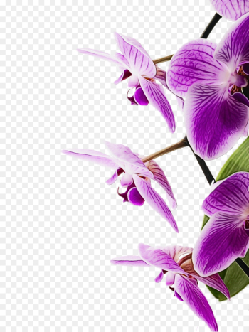 flowering plant flower purple violet petal flowering plant flower purple violet petal