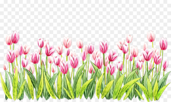 flowering plant flower tulip plant lady tulip flowering plant flower tulip plant lady tulip