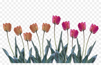 flowering plant flower tulip plant petal flowering plant flower tulip plant petal