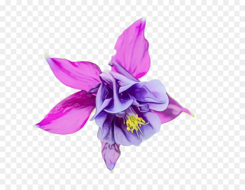flowering plant flower violet purple petal flowering plant flower violet purple petal