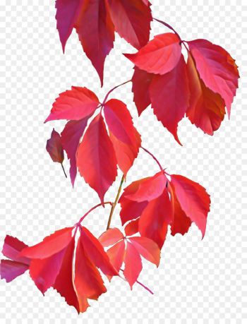flowering plant leaf tree red plant flowering plant leaf tree red plant