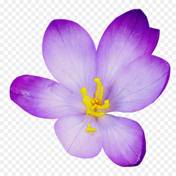 flowering plant petal crocus flower violet flowering plant petal crocus flower violet