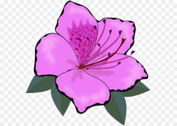 flowering plant petal pink flower plant flowering plant petal pink flower plant