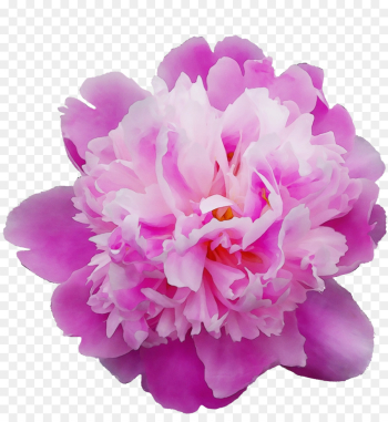 flowering plant pink petal flower violet flowering plant pink petal flower violet