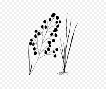 Flowering plant Plant stem Leaf Font - Flowering plant Plant stem Leaf Font -
