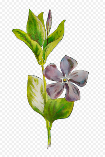 Flowering plant Plant stem Leaf Plants - Flowering plant Plant stem Leaf Plants -