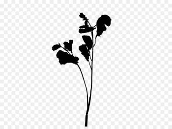 Flowering plant Plant stem Leaf Silhouette - Flowering plant Plant stem Leaf Silhouette -
