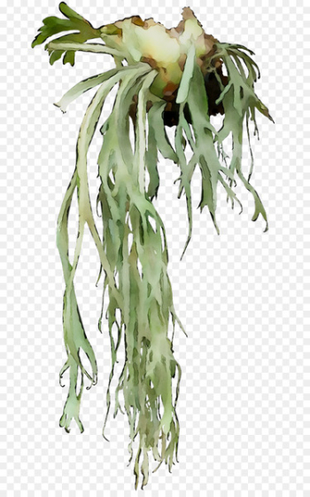 Flowering plant Plant stem Tree Plants - Flowering plant Plant stem Tree Plants -