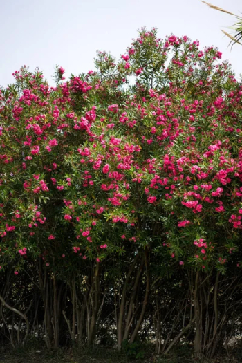 Flowering shrub. bright crimson flowers.