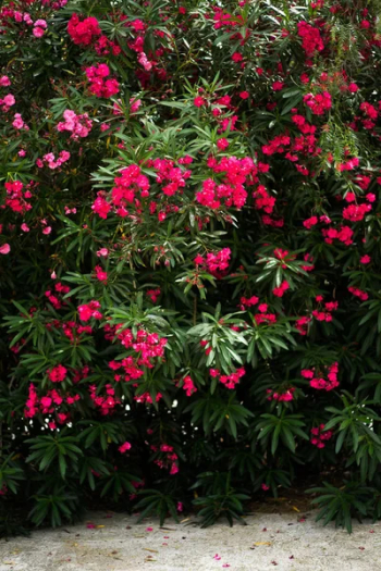 Flowering shrub. bright crimson flowers.