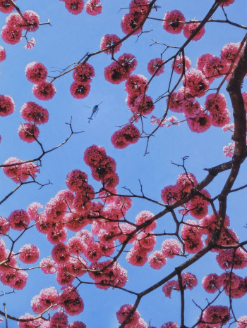 Flowering Tree Flowering Tree