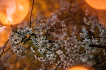 Flowering Tree Flowering Tree