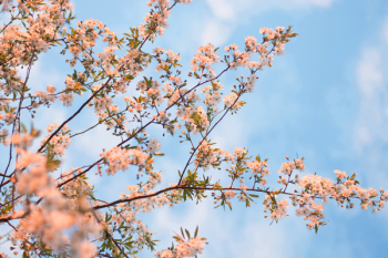 Flowering Tree Flowering Tree