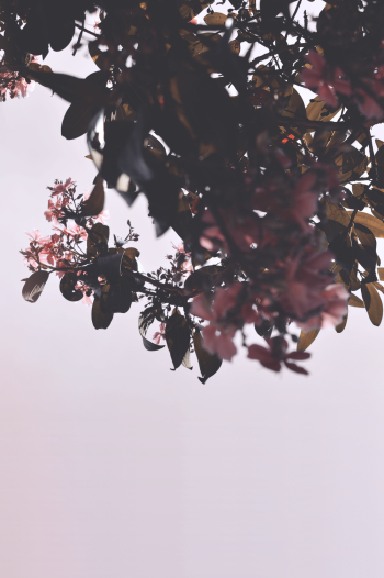 Flowering Tree Flowering Tree