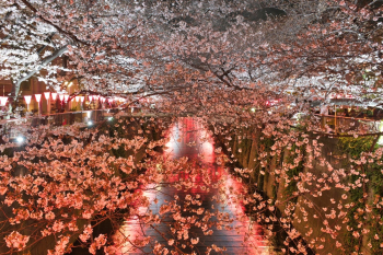 Flowering Tree Flowering Tree