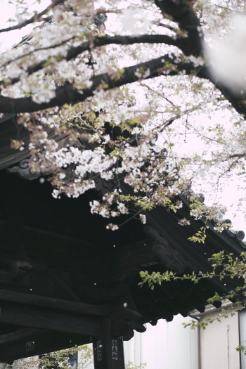 Flowering Tree Flowering Tree