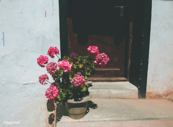 Flowerpot background botanical | Free stock photo - 90456 Flowerpot background botanical | Free stock photo - 90456