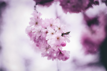 Flowers Flowers