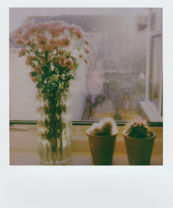Flowers Flowers