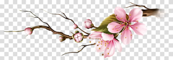 Flowers Celiuska, pink sakura flower in bloom transparent background PNG clipart Flowers Celiuska, pink sakura flower in bloom transparent background PNG clipart