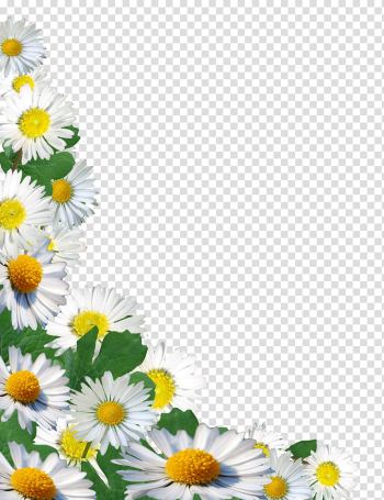 Flowers corners, white daisy flower illustration transparent background PNG clipart