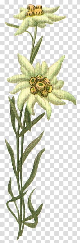 Flowers, green flowers transparent background PNG clipart Flowers, green flowers transparent background PNG clipart