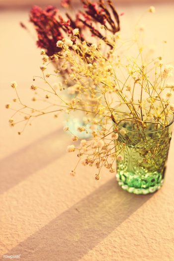 Flowers in glass vases | Free stock photo - 64789 Flowers in glass vases | Free stock photo - 64789