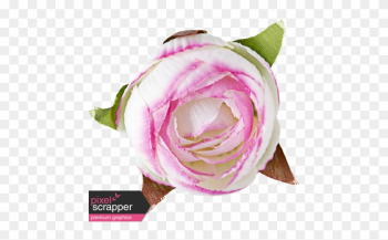 Flowers No - Garden Roses Flowers No - Garden Roses
