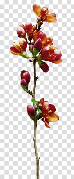 Flowers, orange flowers transparent background PNG clipart Flowers, orange flowers transparent background PNG clipart